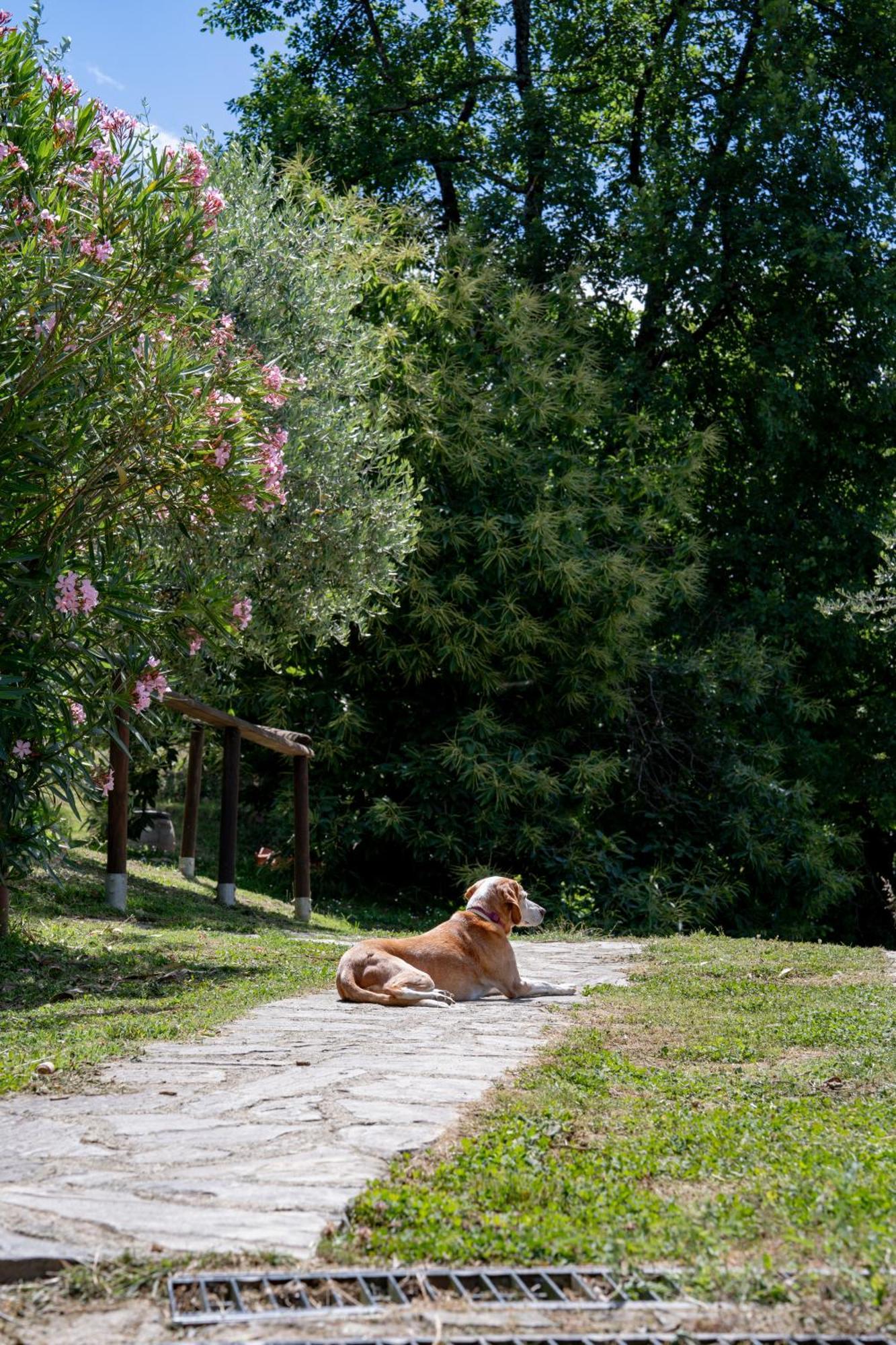 Agriturismo I Due Ghiri - Cinque Terre Calice al Cornoviglio Εξωτερικό φωτογραφία