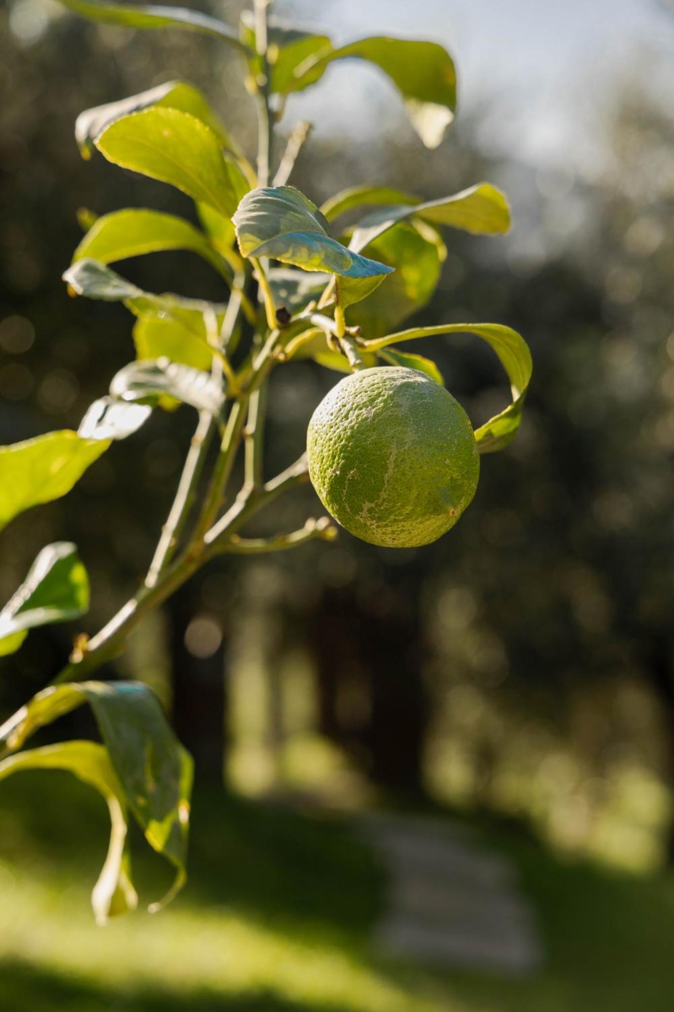 Agriturismo I Due Ghiri - Cinque Terre Calice al Cornoviglio Εξωτερικό φωτογραφία